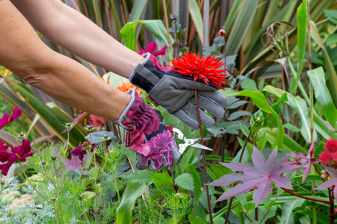 Knepute og hagehansker, British Bloom