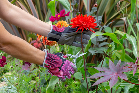 Hagehansker, British Bloom