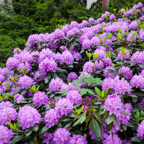Rhododendrongjødsel 350ml