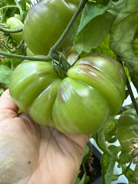 Tomat biff 'Sart Roloise' (2026 nyhet!)