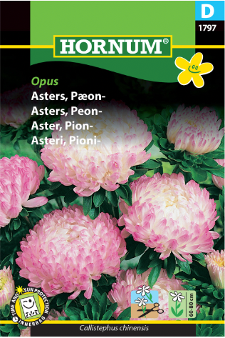 Asters Peon 'Opus'