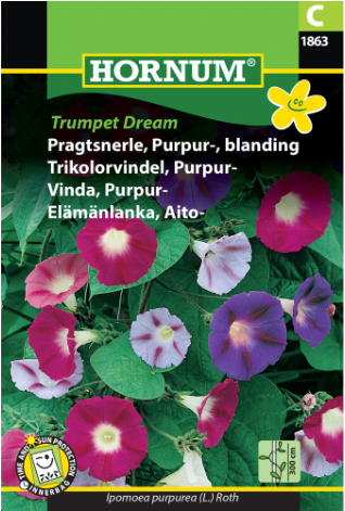 Trikolorvindel purpur 'Trumpet Dream'