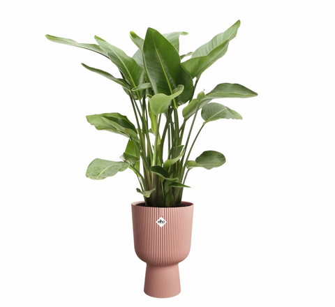 Coupe blomsterpotte rosa 30cm, Vibes Fold