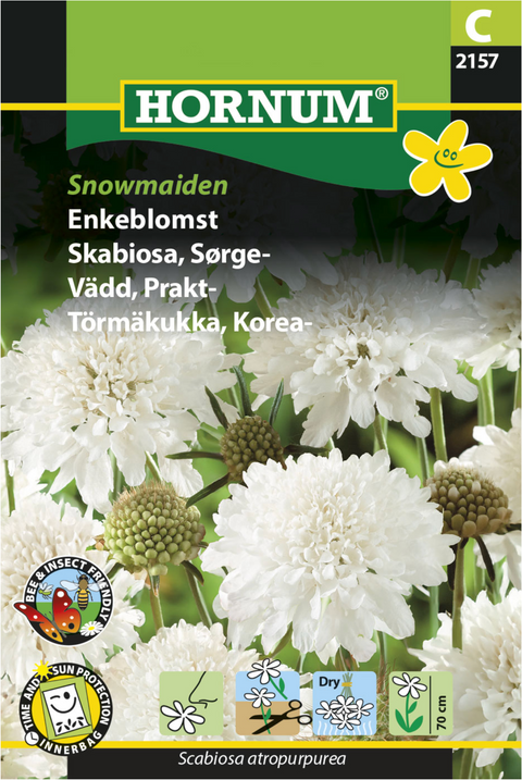 Sørgeskabiosa 'Snowmaiden'