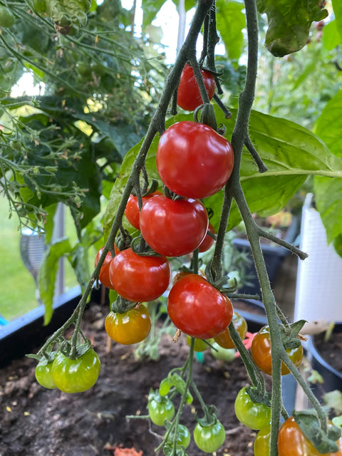 Tomat cherry 'Sweetbaby'