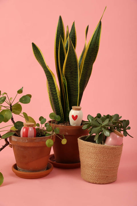 3pk mini håndlaget Olla selvvanning, Lovers