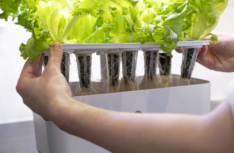 10 stk Pluggholder til Urban Growing P10