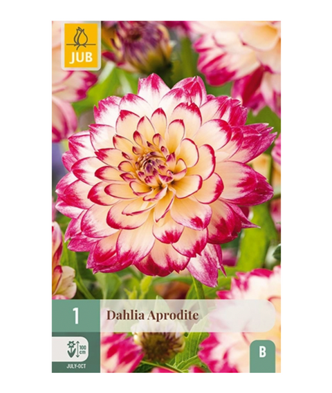 Dahlia 'Aphrodite' 1 stk (2026 nyhet!)
