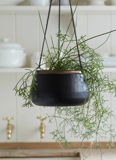 Ampel, Sahara Sunset stor