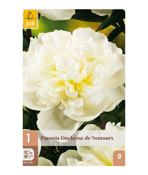 Peon 'Duchesse de Nemours' 1 stk