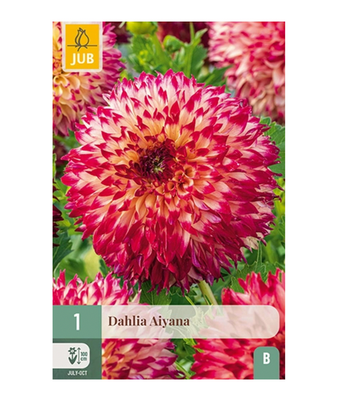 Dahlia 'Aiyana' 1 stk (2026 nyhet!)