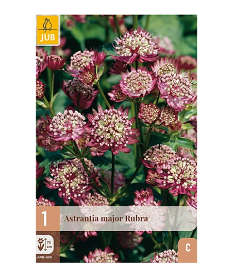 Stjerneskjerm 'Rubra' 1 stk