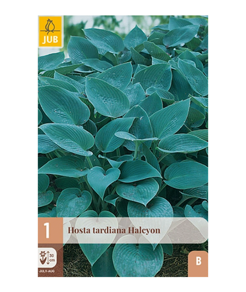 Bladlilje 'Halcyon' 1 stk