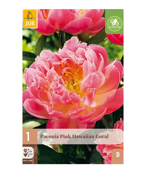 Peon 'Hawaiian Coral' 1 stk