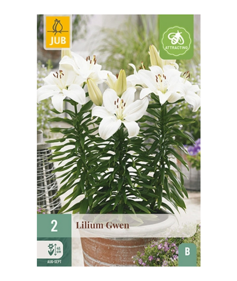 Lilje 'Gwen' 2 stk