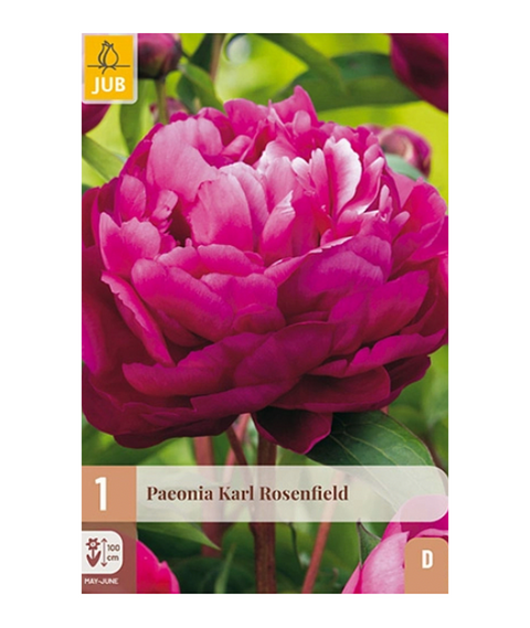 Peon 'Karl Rosenfield' 1 stk