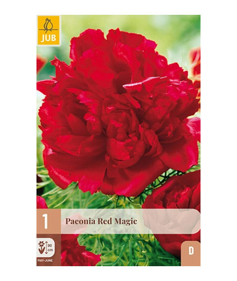 Peon 'Red Magic' 1 stk