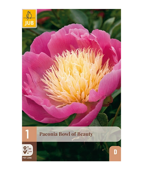 Peon 'Bowl of Beauty' 1 stk (2026 nyhet!)