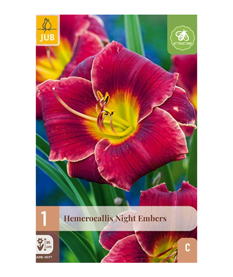 Daglilje 'Night Embers' 1 stk