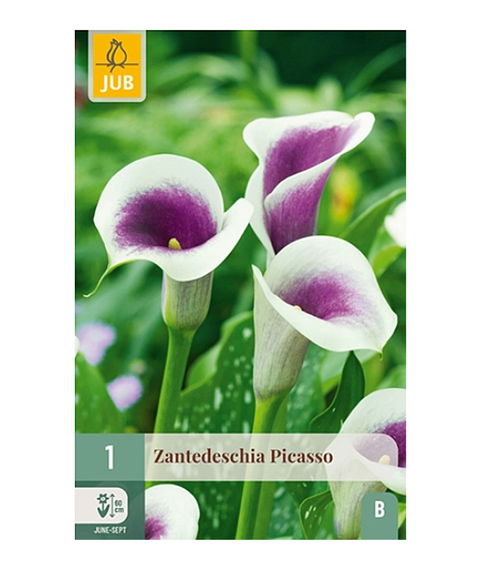 Kalla 'Picasso' 1 stk