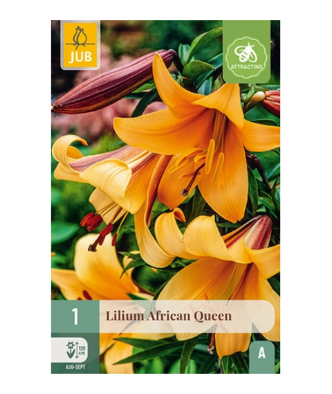 Lilje 'African Queen' 1 stk
