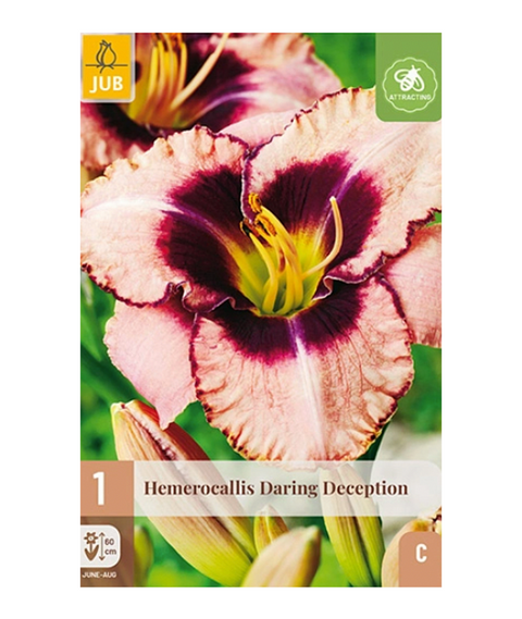 Daglilje 'Darling Deception' 1 stk