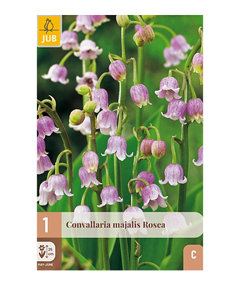 Liljekonvall 'Rosea' 1 stk