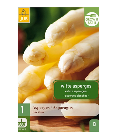 Hvit asparges 'Backlim' 1 stk