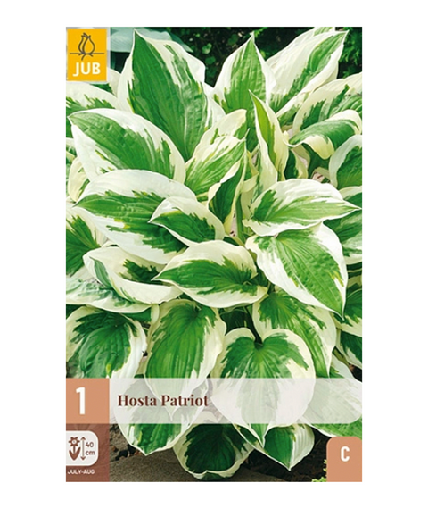 Bladlilje 'Patriot' 1 stk