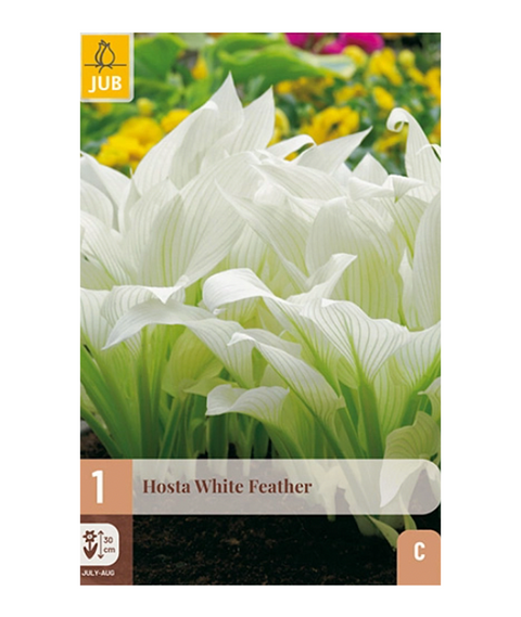 Bladlilje 'White Feather' 1 stk