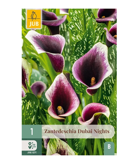 Kalla 'Dubai Nights' 1 stk