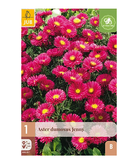 Aster Dumosus 'Jenny'