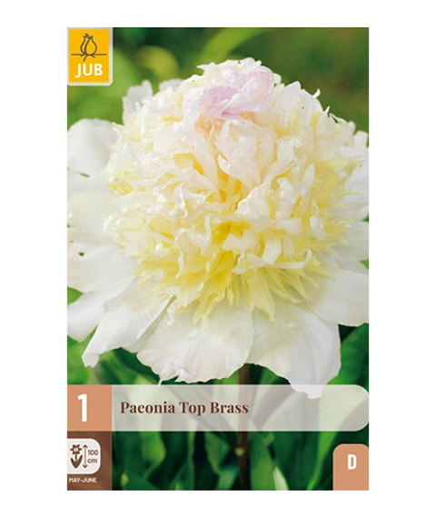 Peon 'Top Brass' 1 stk