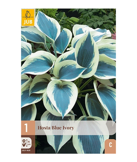 Bladlilje 'Blue Ivory' 1 stk