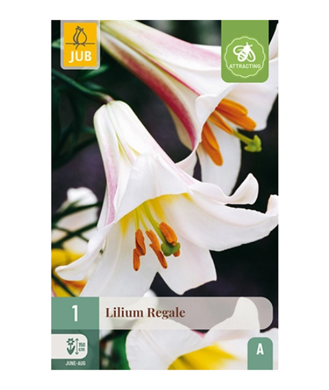 Lilje 'Regale' 1 stk