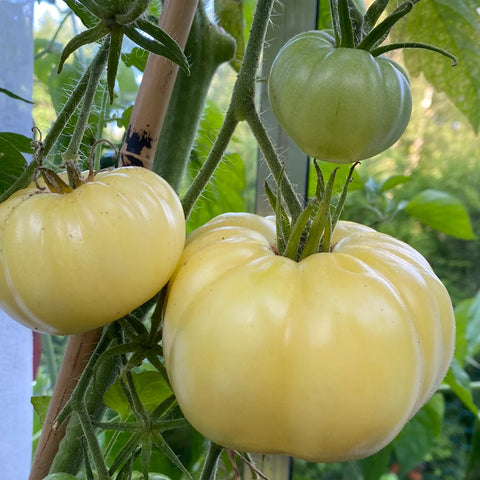 Tomat biff 'White Beauty'