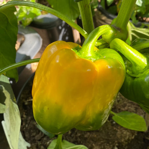 Paprika 'Yellow California Wonder'