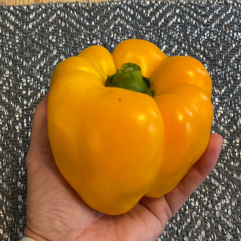 Paprika 'Yellow California Wonder'