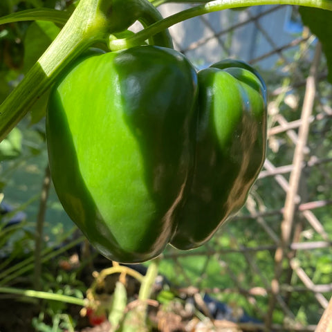 Paprika 'Yellow California Wonder'