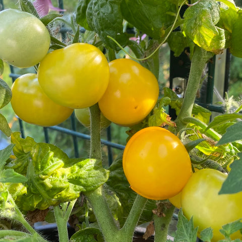 Tomat Microbusk 'Yellow Pearl'