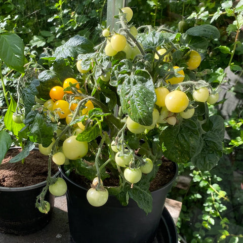 Tomat Microbusk 'Yellow Pearl'