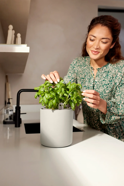 Urtepotte Bouncy Basil lin hvit