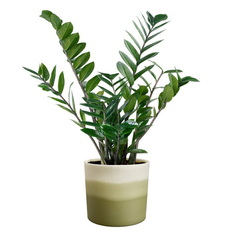 Blomsterpotte 14cm bamboo grønn, Colour gradient