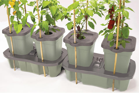 Selvvannende dyrkekasse Duogrow