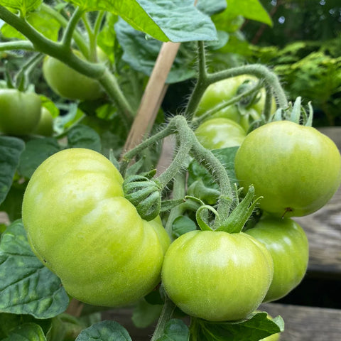 Tomat busk 'Puck'