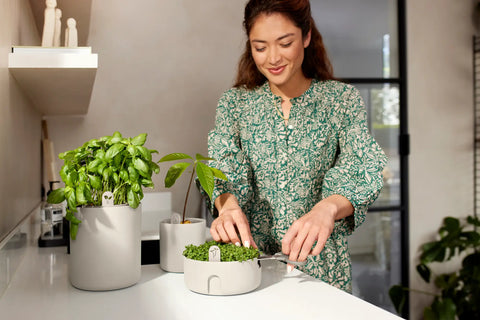 Spireskål Magic Microgreens lin hvit