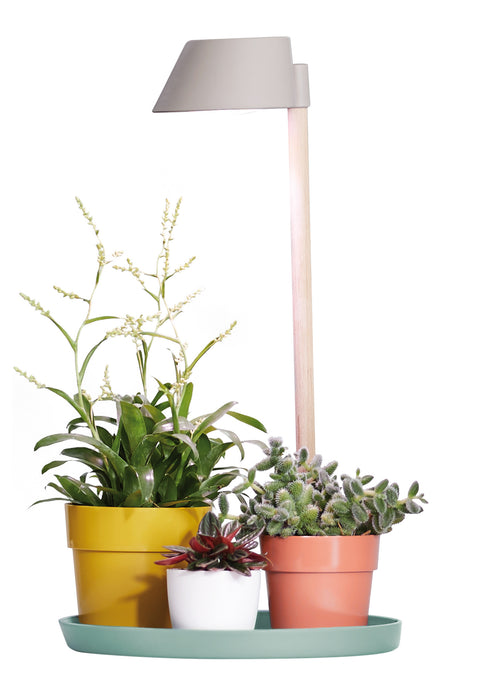 Plantelys plant light care