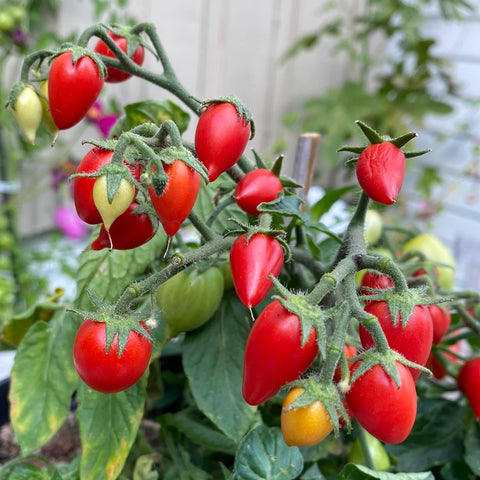 Tomat microbusk 'Funnyplum red'