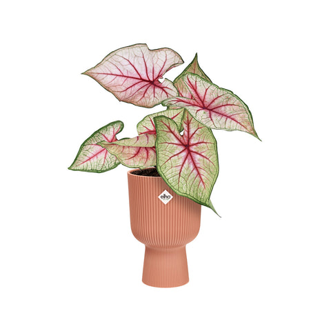 Coupe blomsterpotte rosa 14cm, Vibes Fold