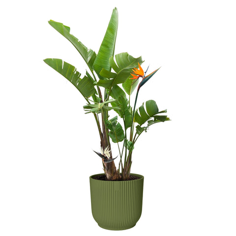Blomsterpotte 18cm fern green, Vibes Fold